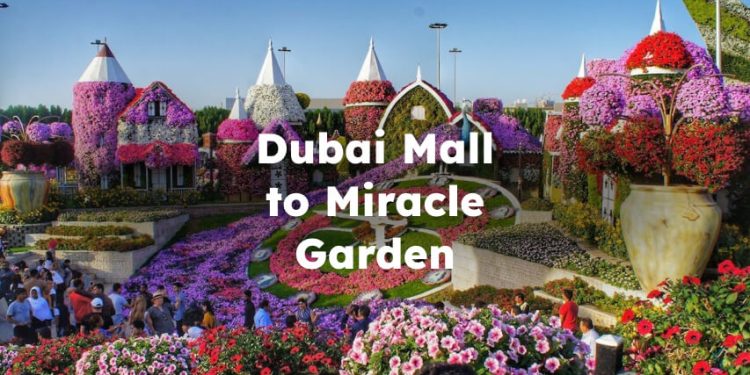 Dubai Mall to Miracle Garden , Dubai Nall to miracle garden distance